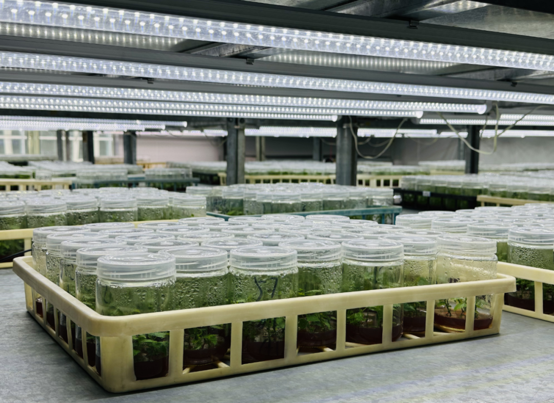 1734858160640627.png t11a477708fa75c5292a39d6286.png