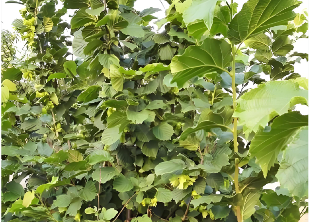 1761115165348948.png image.png